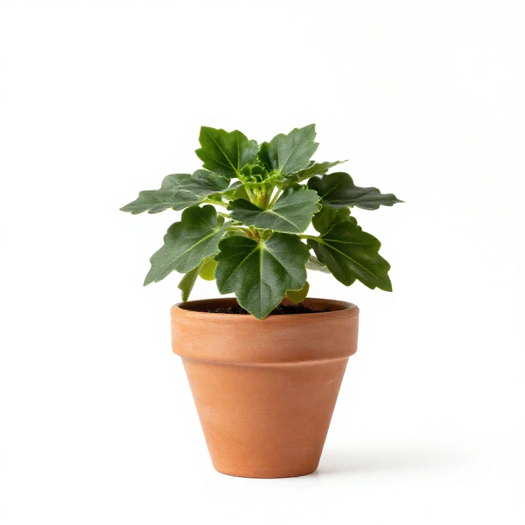 Wax begonia isolated on a white background