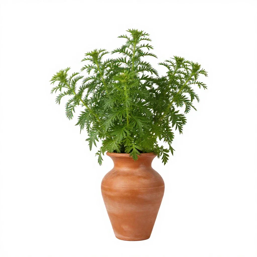 Whorled aster isolated on a white background