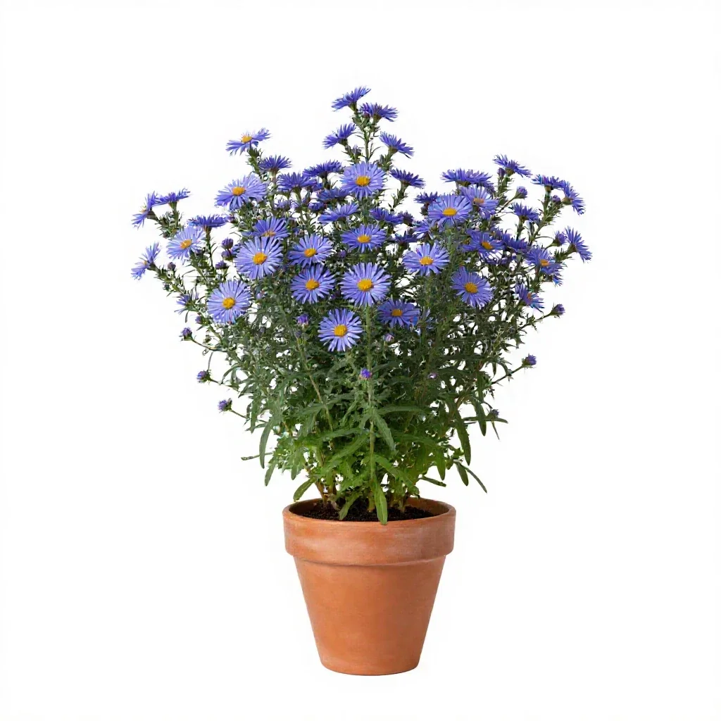 Willow aster isolated on a white background