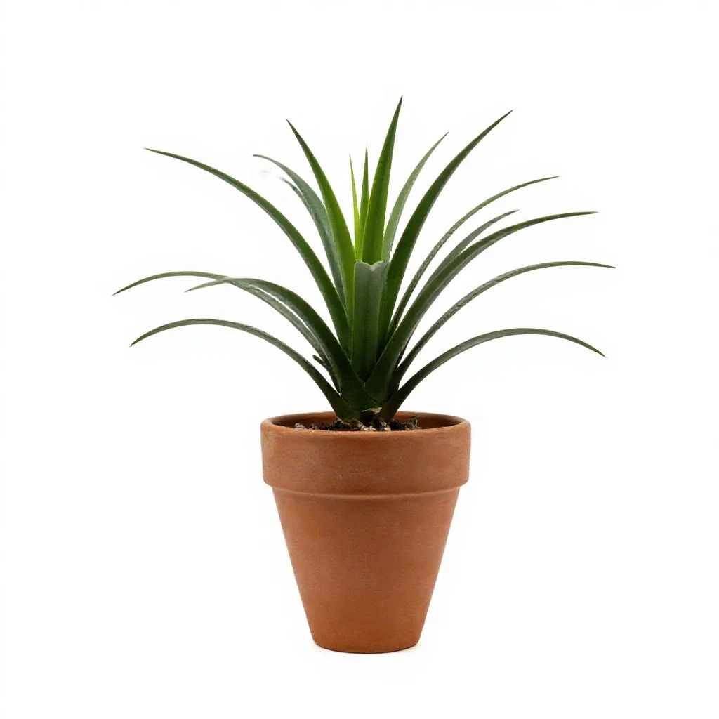 Zebra orchid isolated on a white background