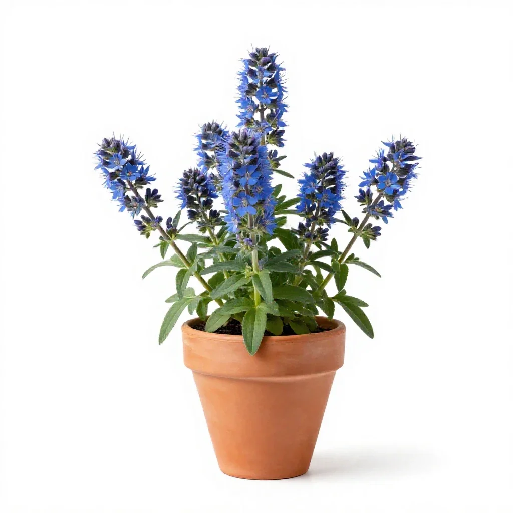 Agueweed isolated on a white background