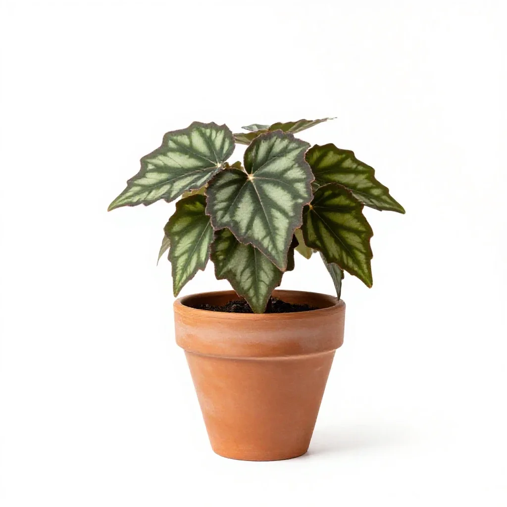 Angel-wing begonia isolated on a white background
