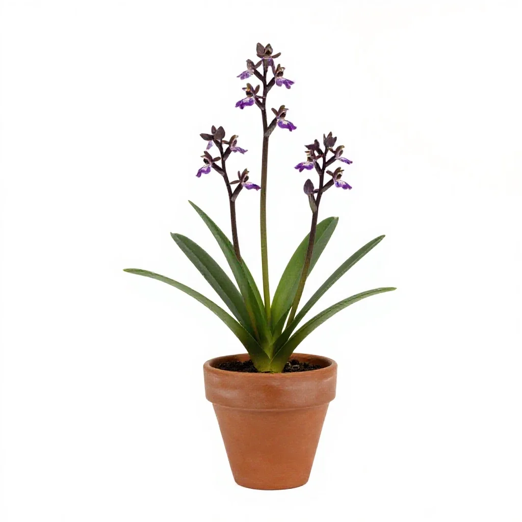 Arethusa isolated on a white background