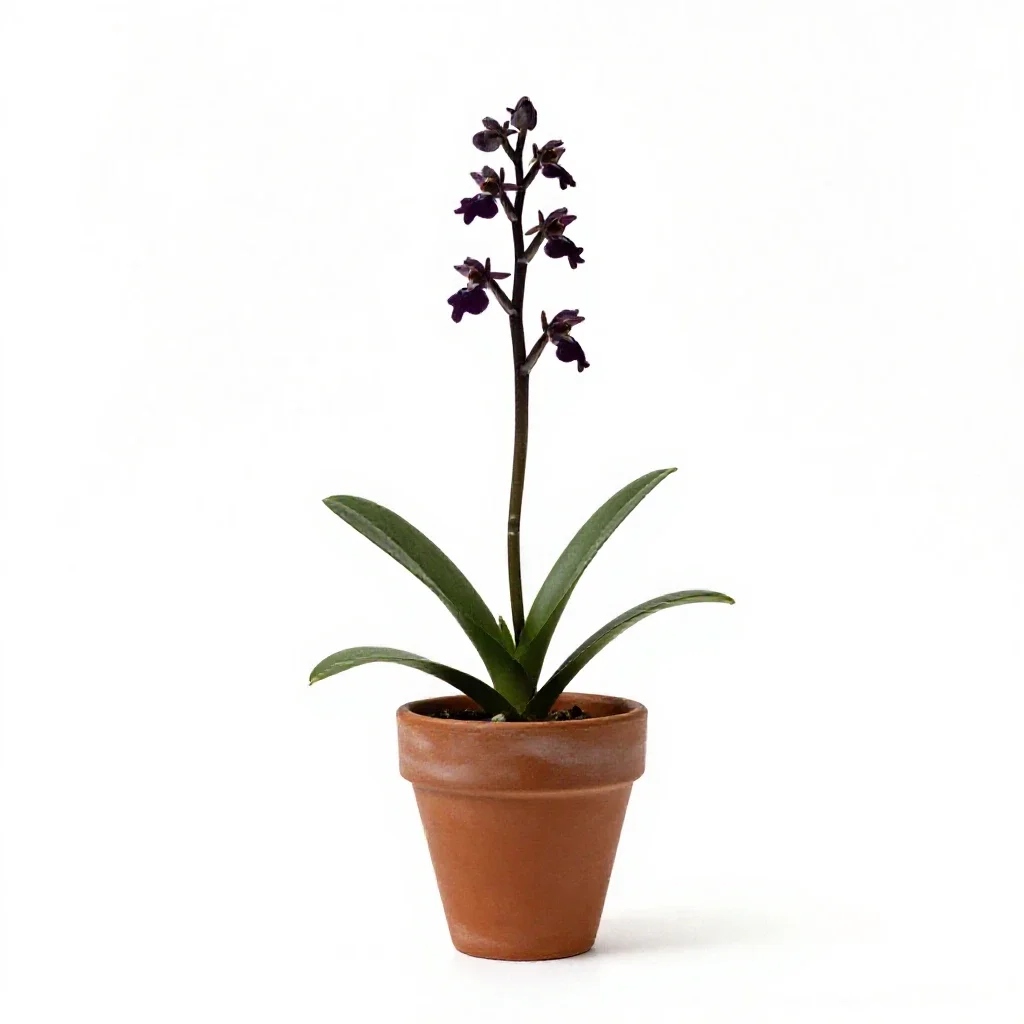 Early spider orchid isolated on a white background