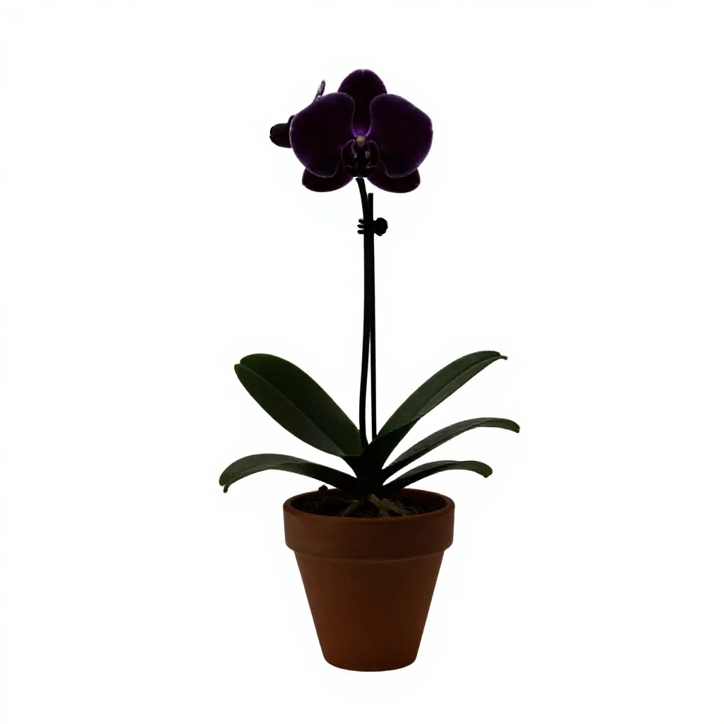 Orchid isolated on a white background