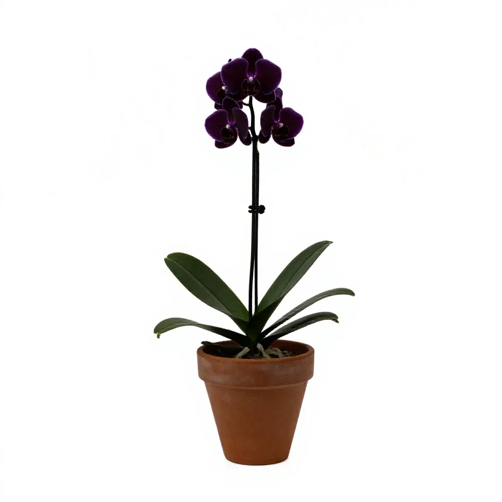 Orchis isolated on a white background