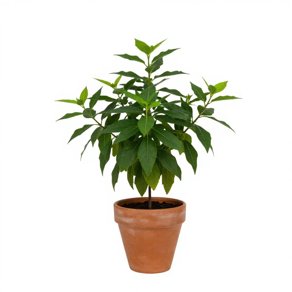 Umbrellawort isolated on a white background