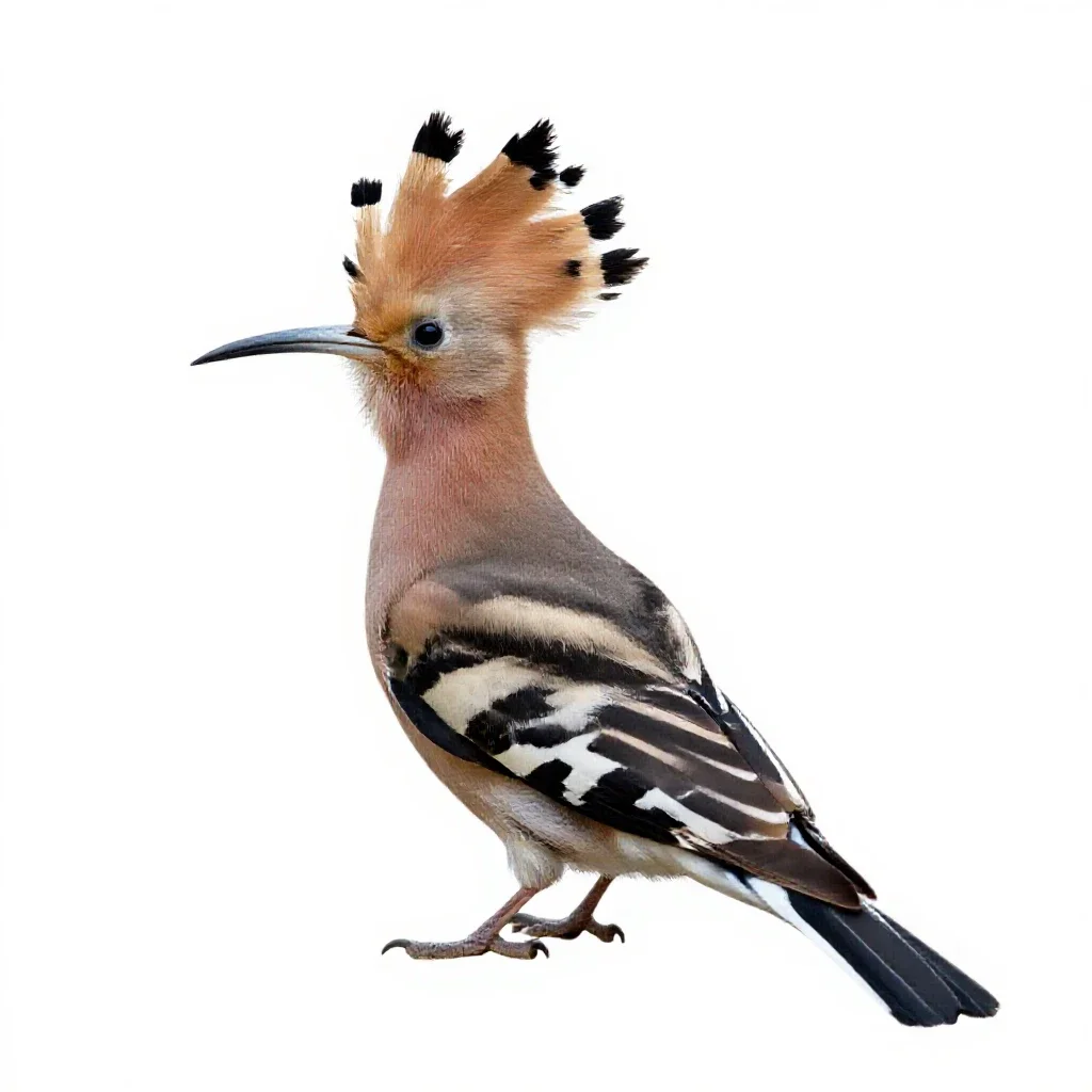Hoopoe with its crest raised isolated on a white background