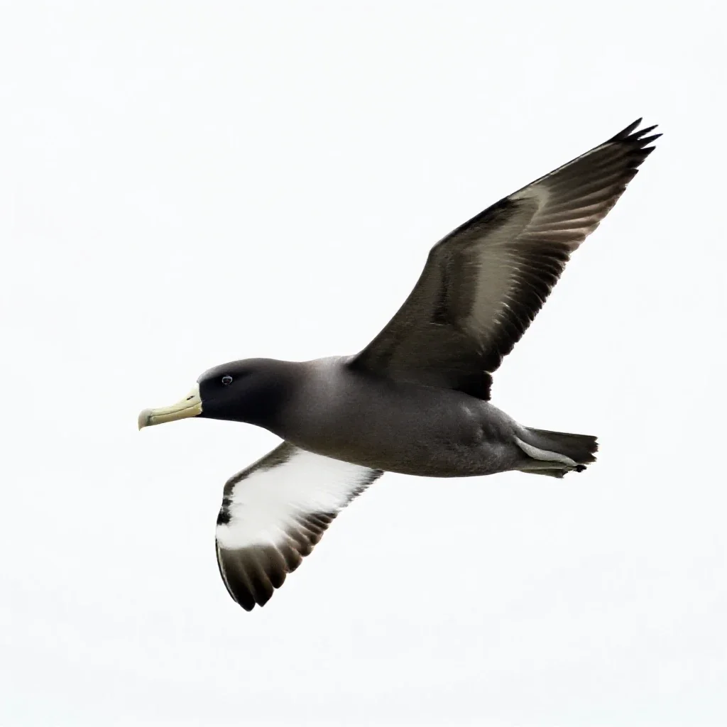Royal albatross gliding isolated on a white background