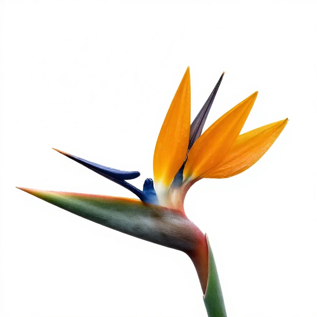Bird of paradise flower isolated on a white background