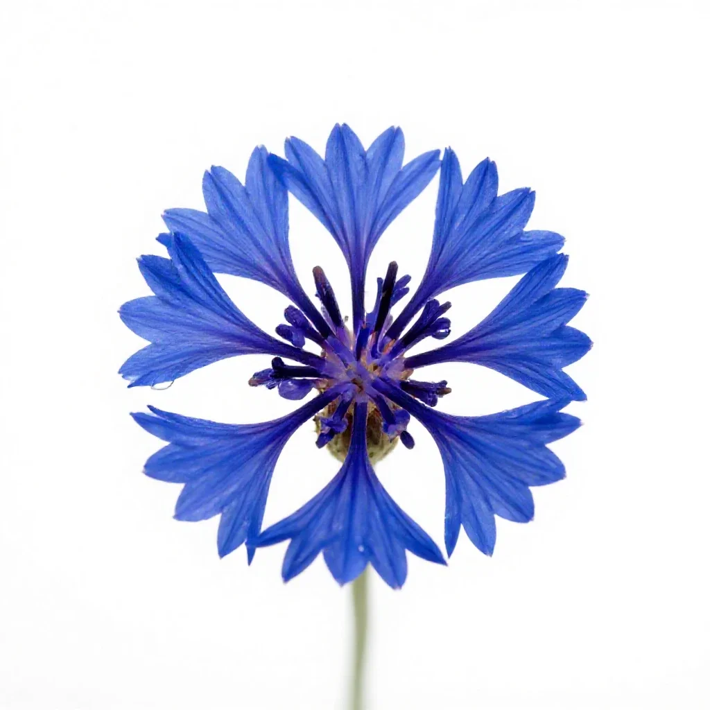 Cornflower isolated on a white background
