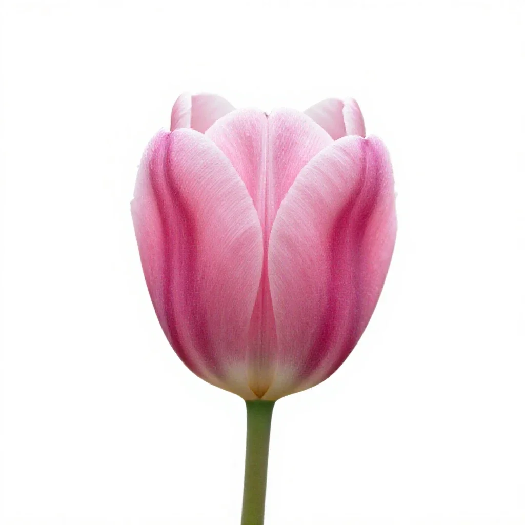 Tulip isolated on a white background