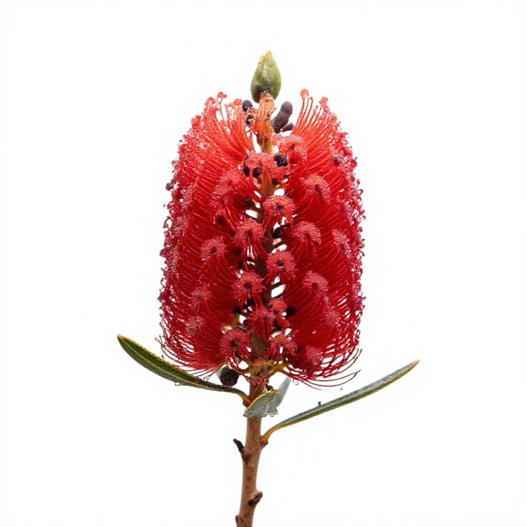 Waratah isolated on a white background