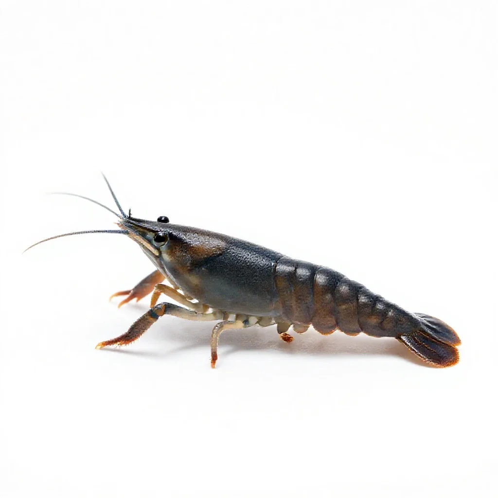 Brine shrimp isolated on a white background