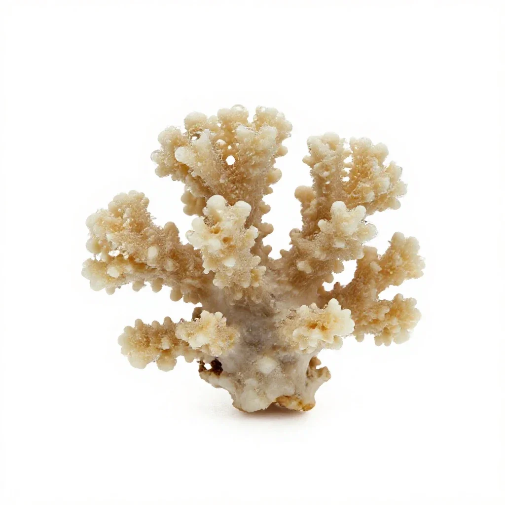 Piece of coral isolated on a white background