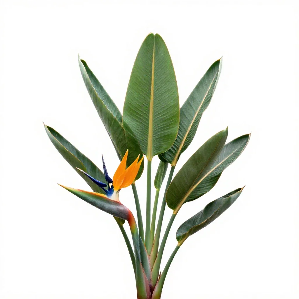 Bird of paradise plant isolated on a white background
