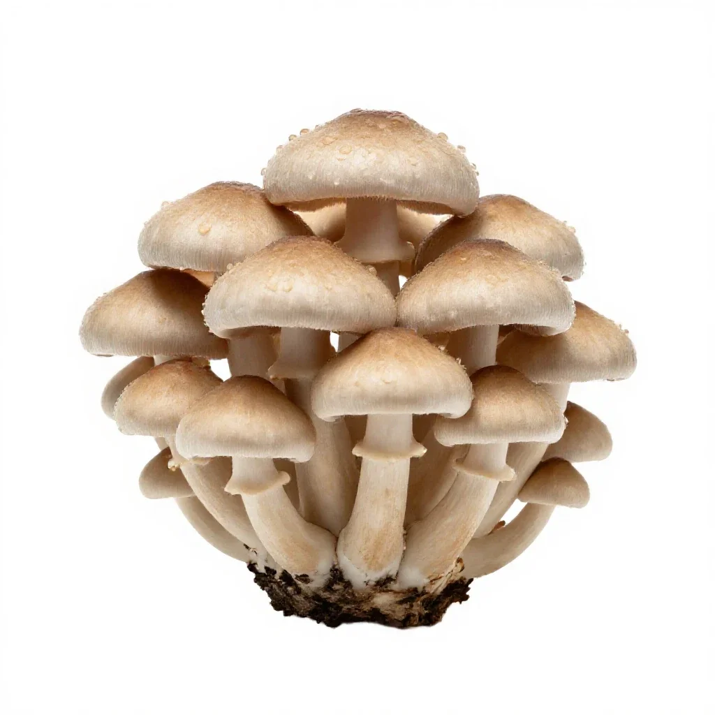 Mushroom cluster on bark isolated on a white background