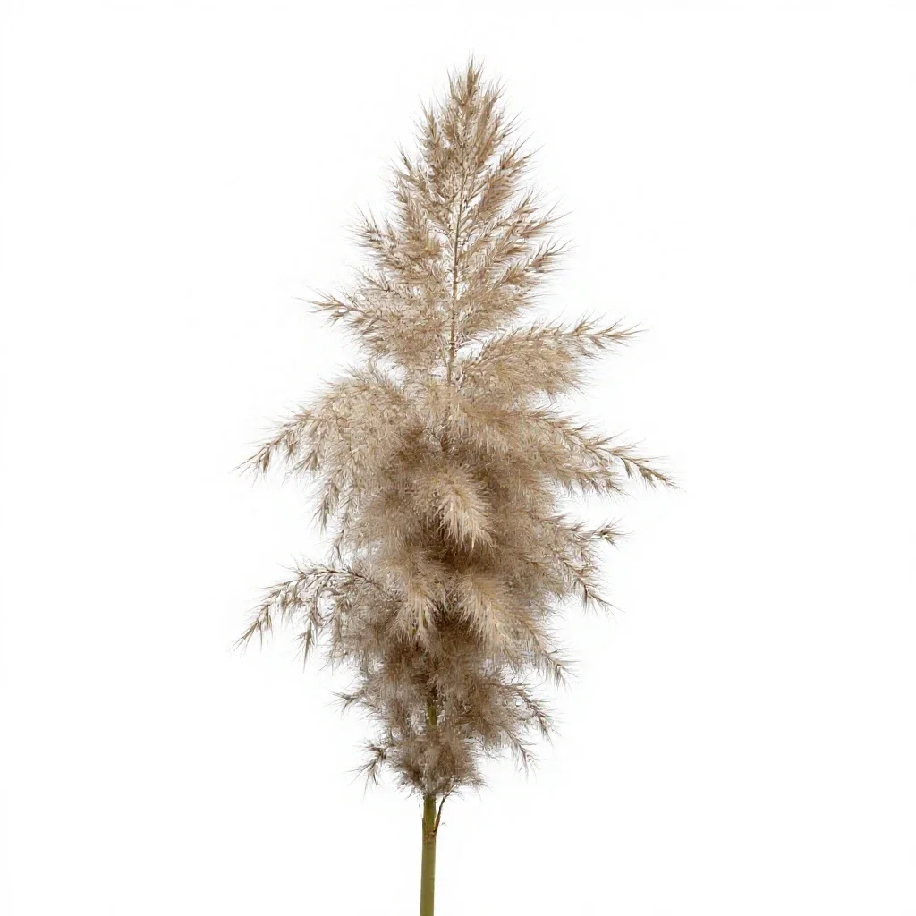 Pampas grass plume isolated on a white background