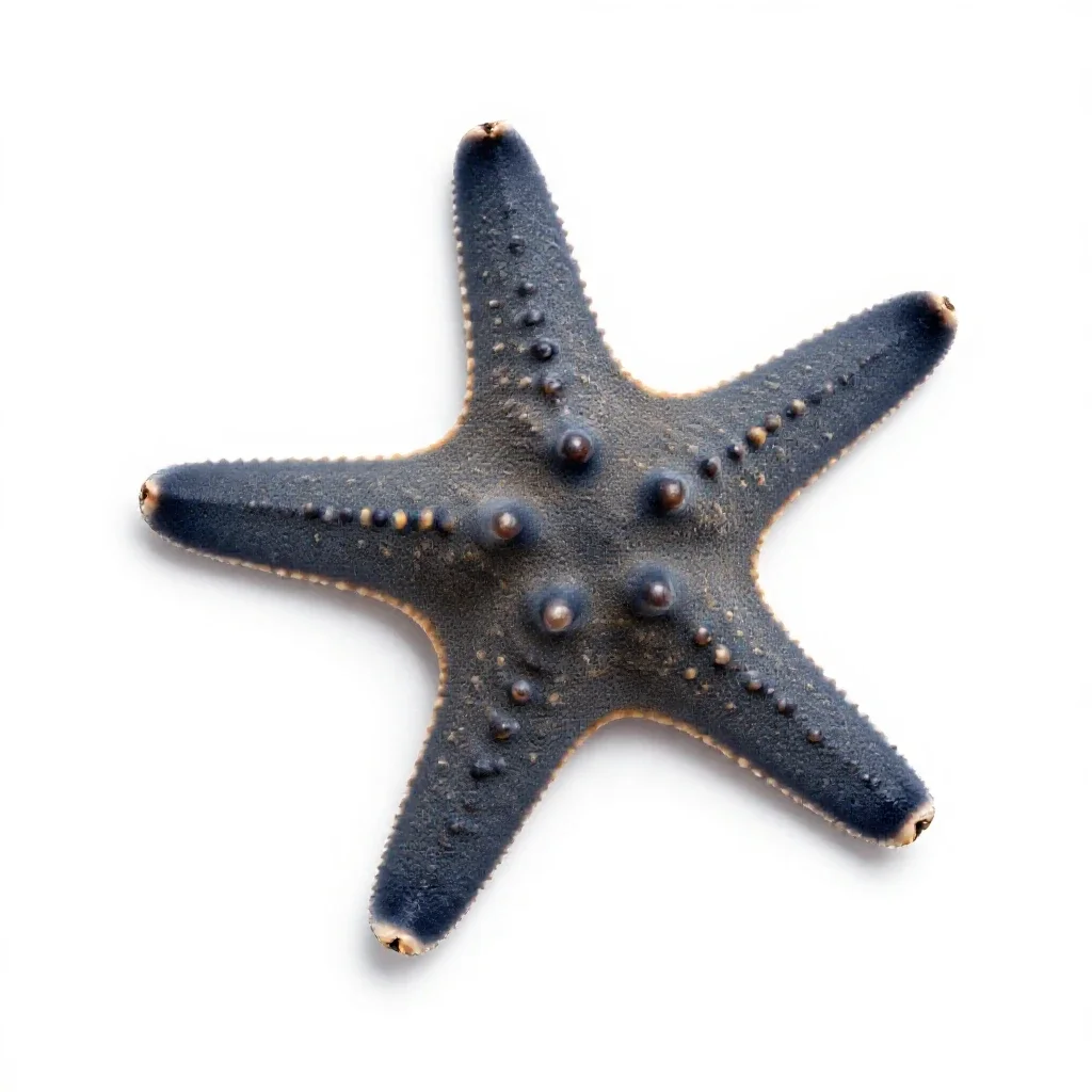 Brittle star isolated on a white background