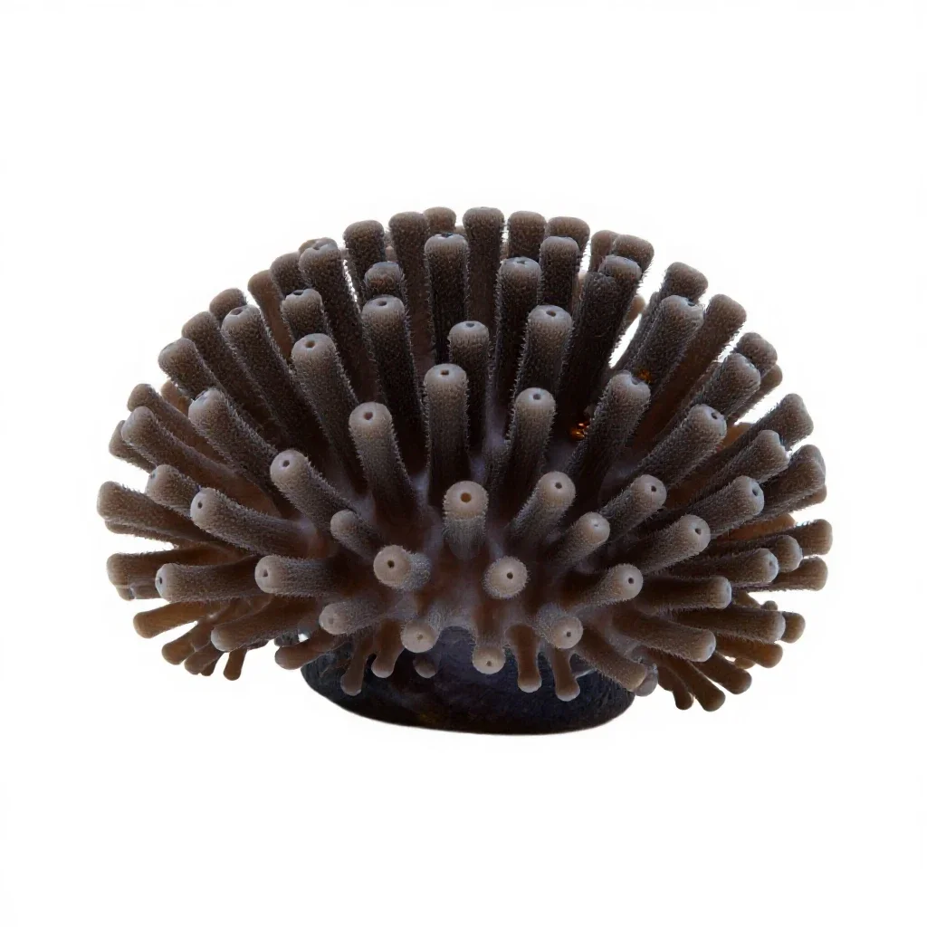 Coral polyp colony isolated on a white background