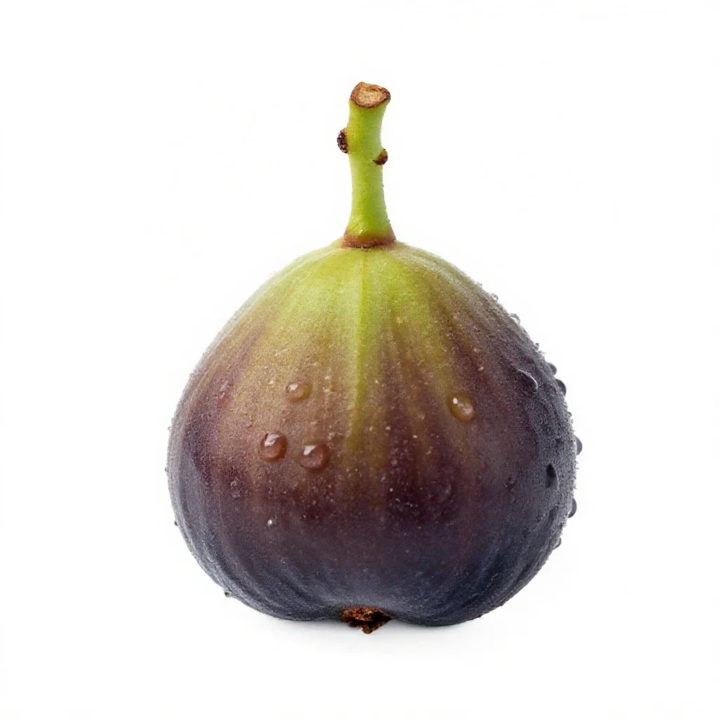 Fig tree with fruit isolated on a white background