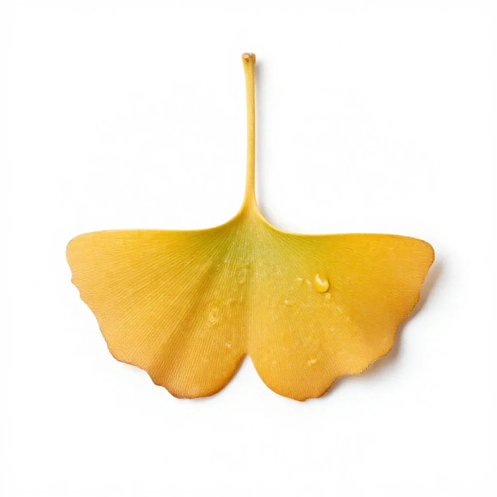 Gingko in autumn isolated on a white background