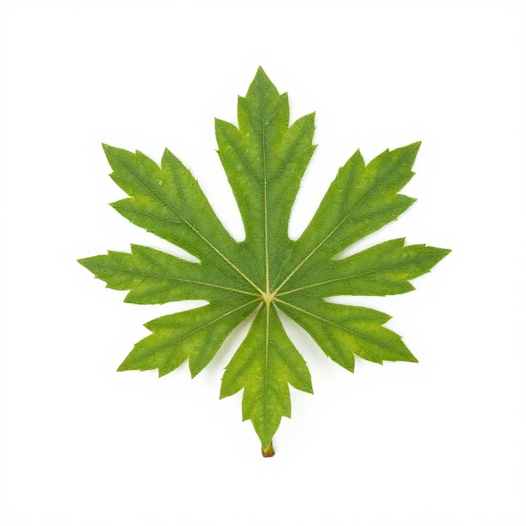 Rimu isolated on a white background