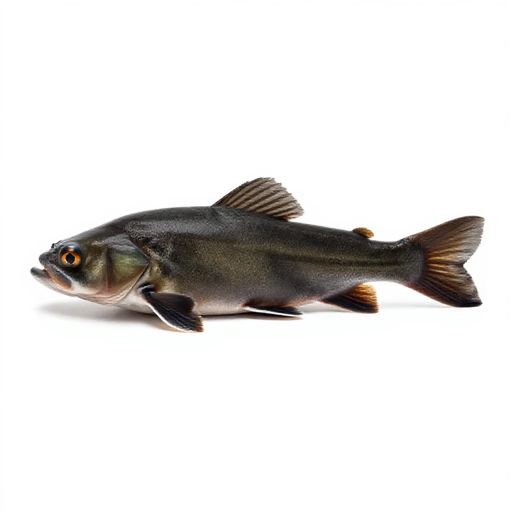 Chub isolated on a white background