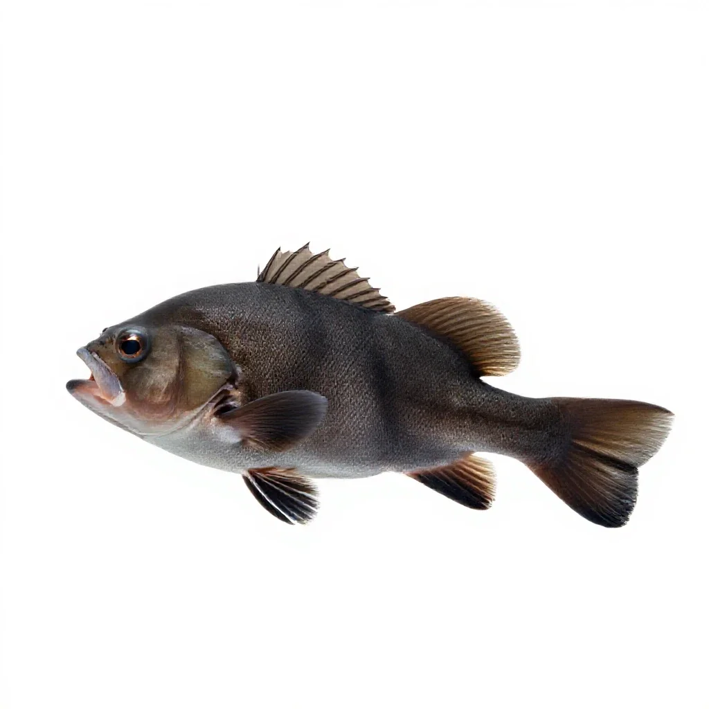 Tench isolated on a white background