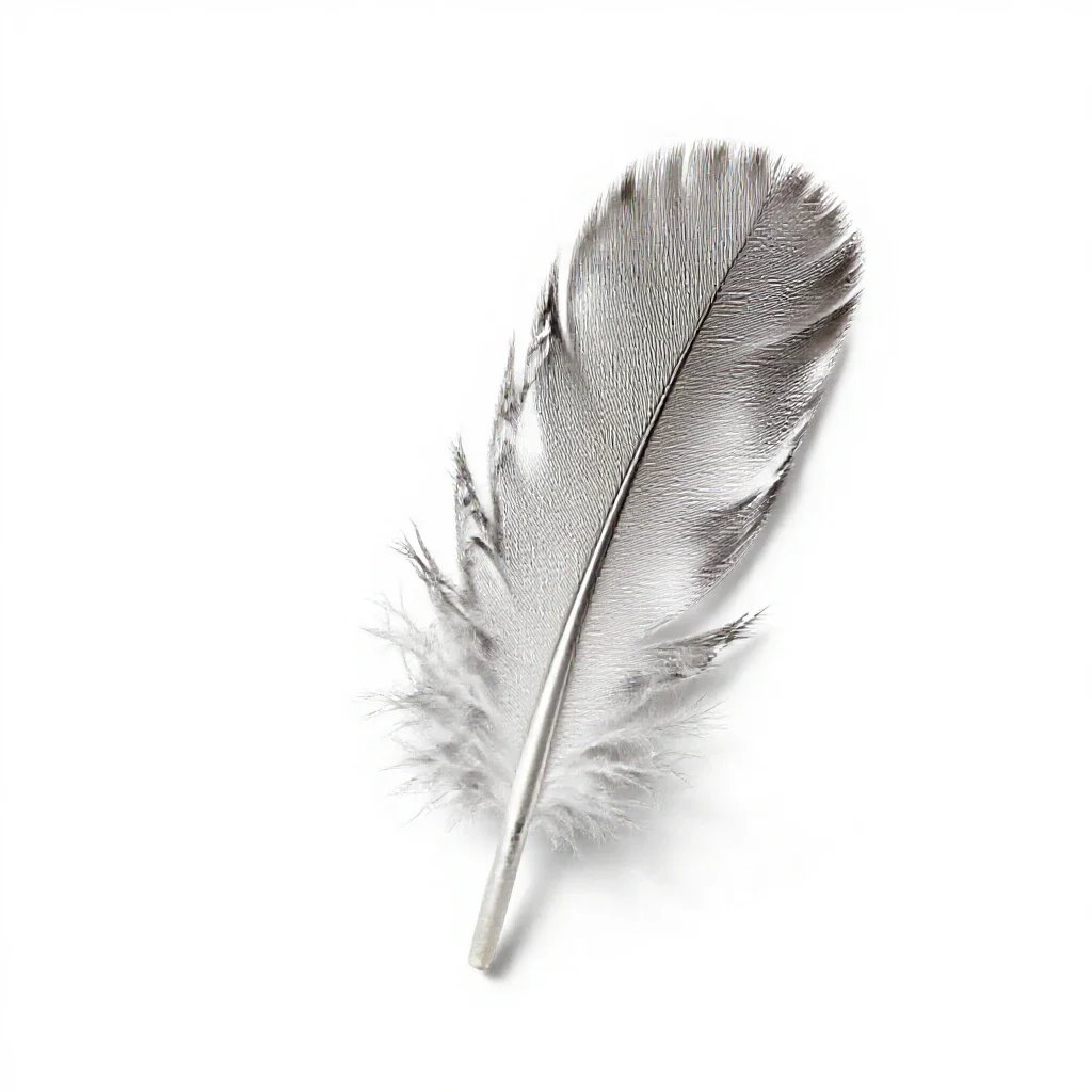 Contour feather isolated on a white background