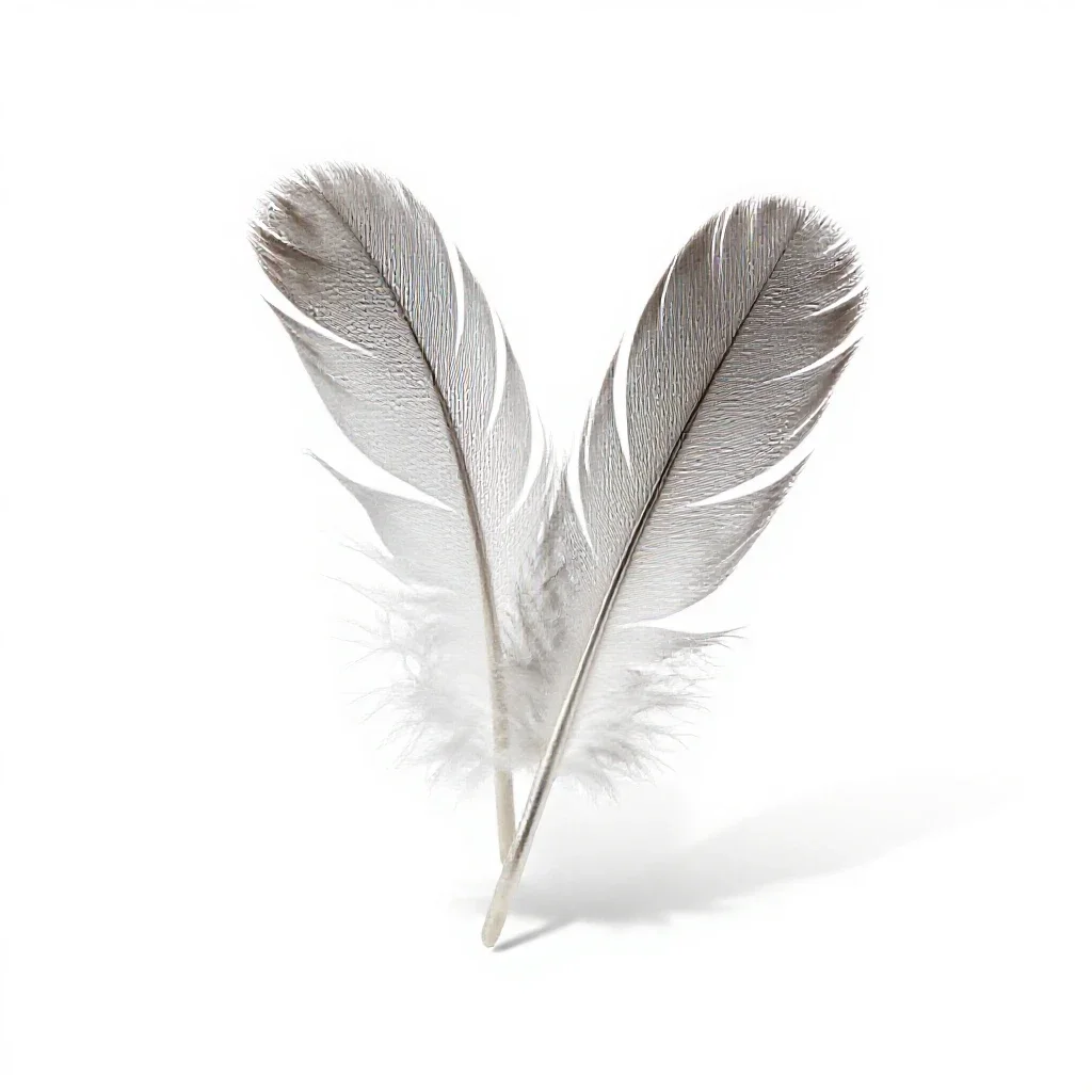 Feather isolated on a white background