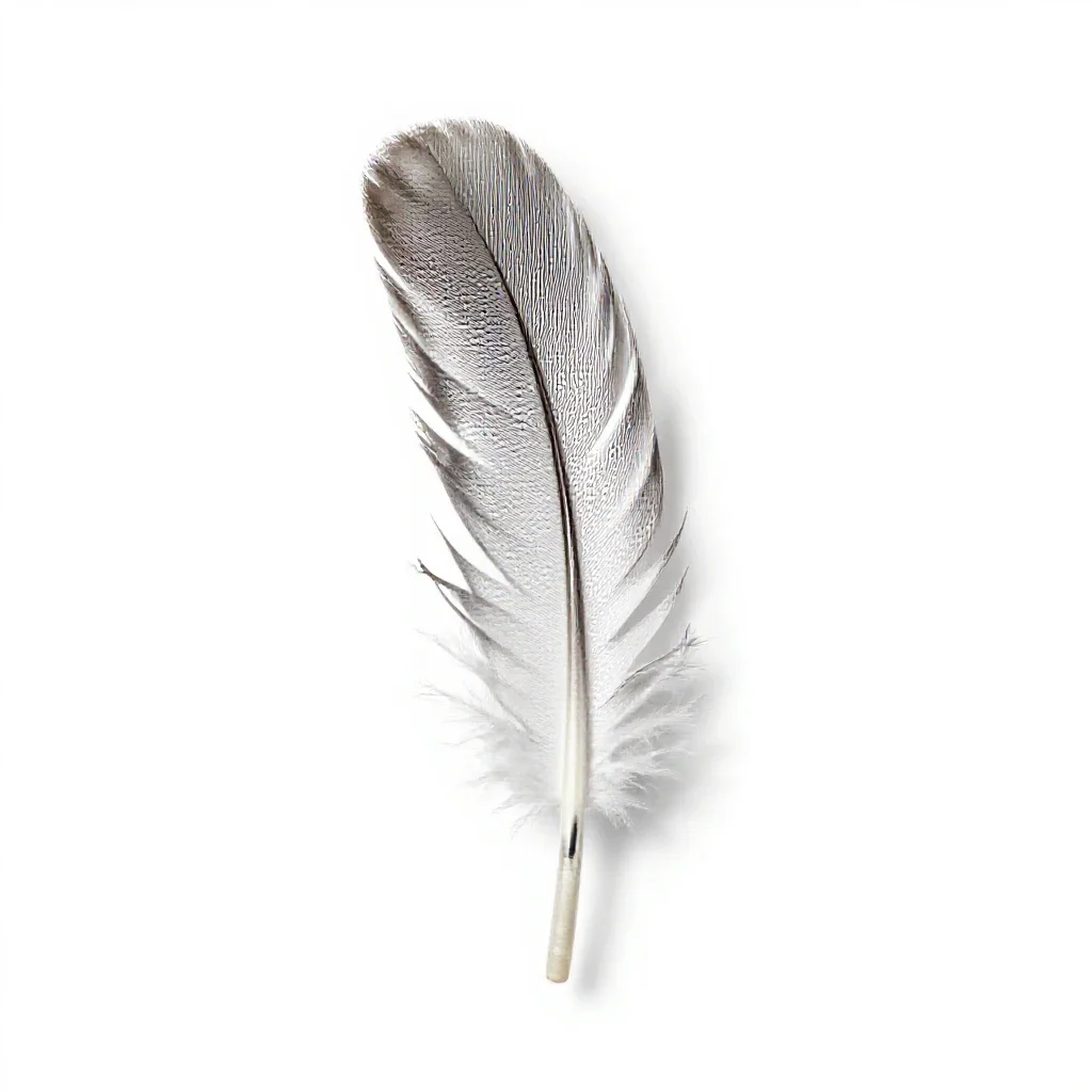 Flight feather isolated on a white background