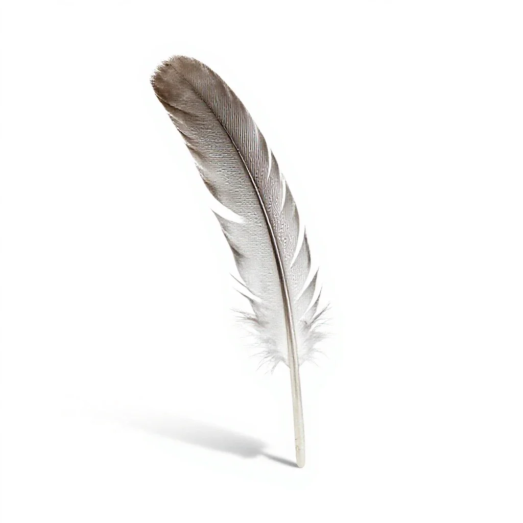 Sickle feather isolated on a white background