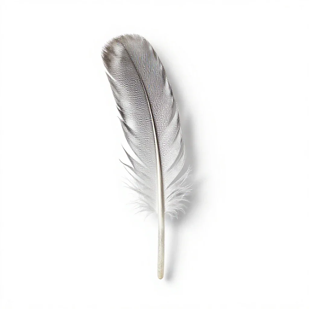 Tail feather isolated on a white background