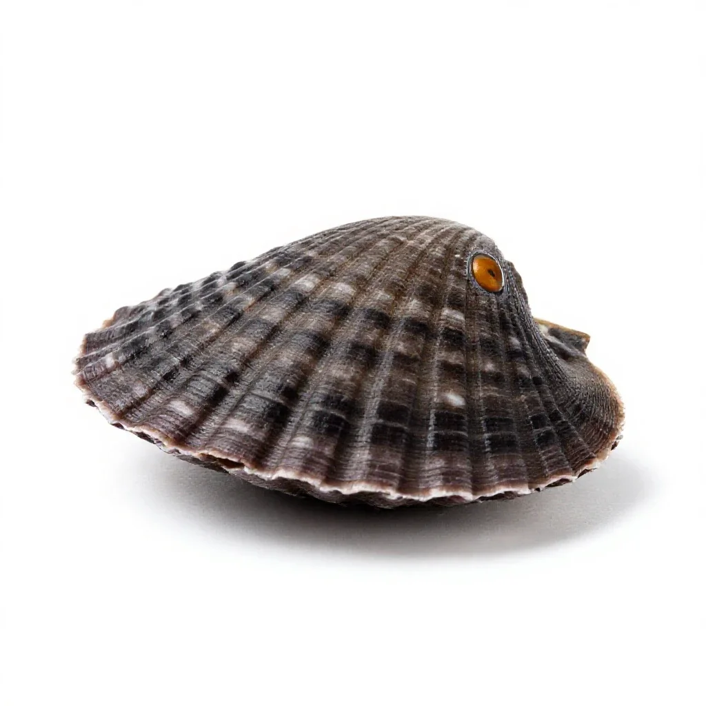 Bay scallop isolated on a white background