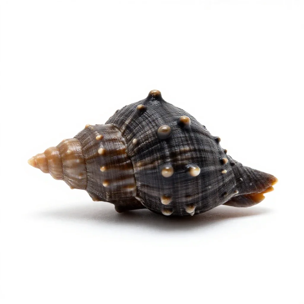 Bubble shell isolated on a white background