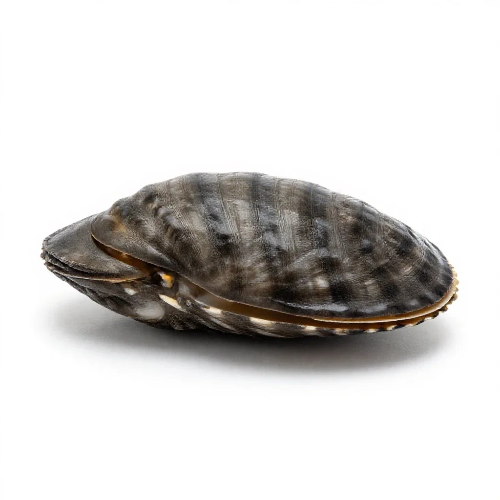 Cherrystone isolated on a white background