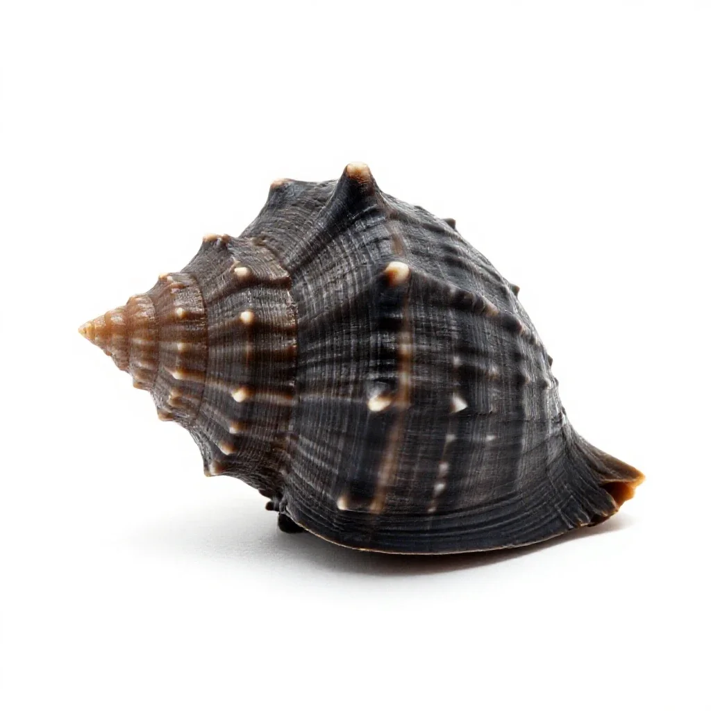 Conch isolated on a white background