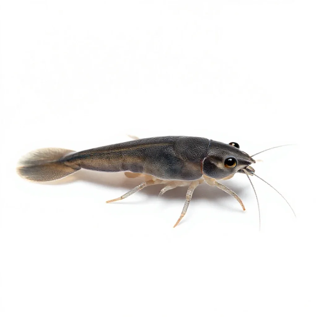 Copepod isolated on a white background