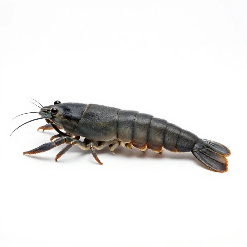 Krill isolated on a white background