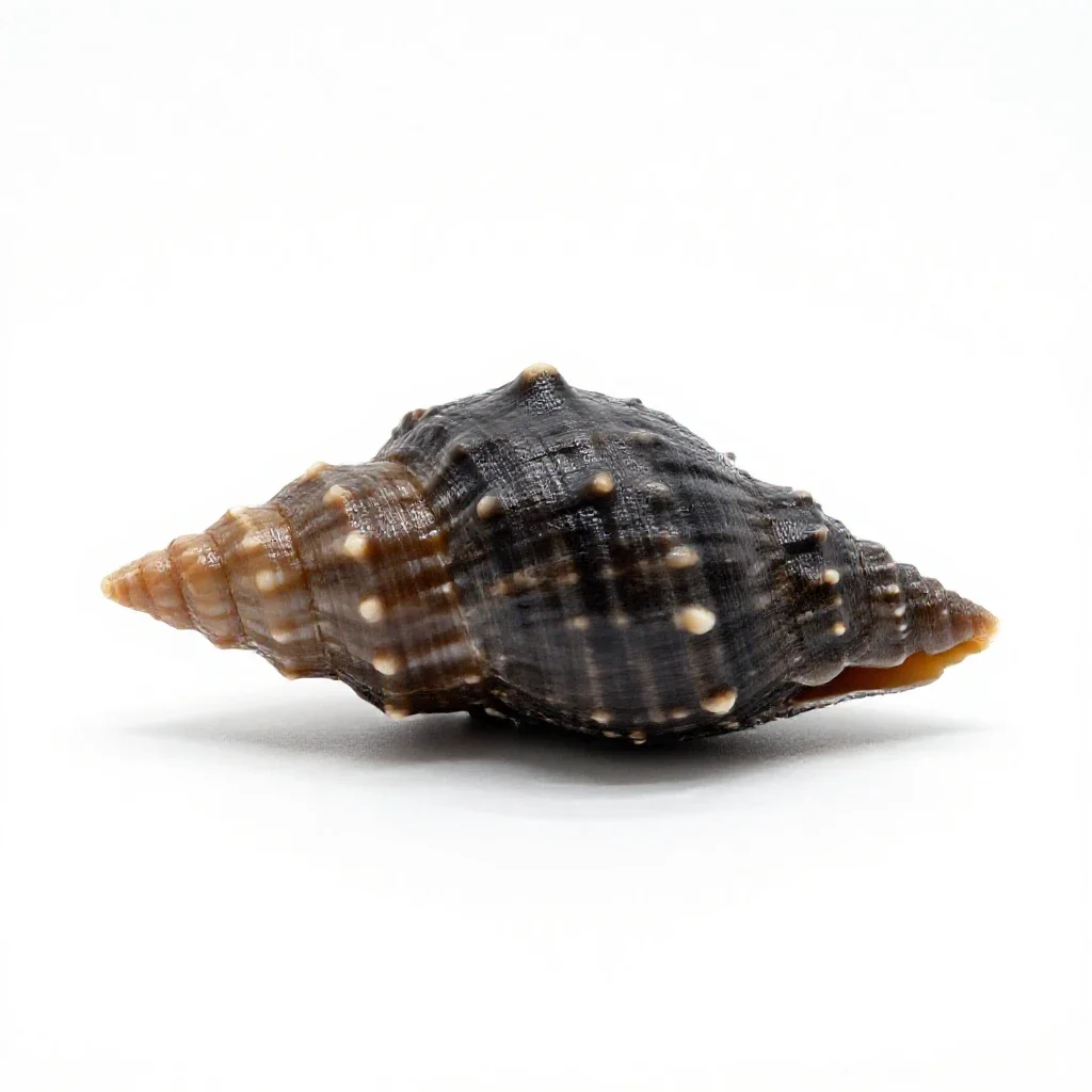 Limpet isolated on a white background