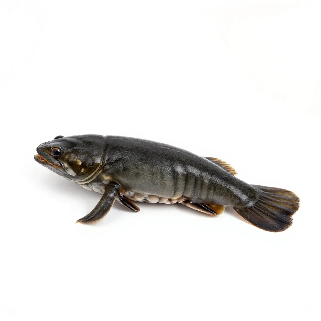 Littleneck isolated on a white background