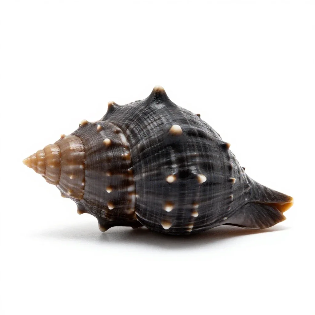 Moon shell isolated on a white background