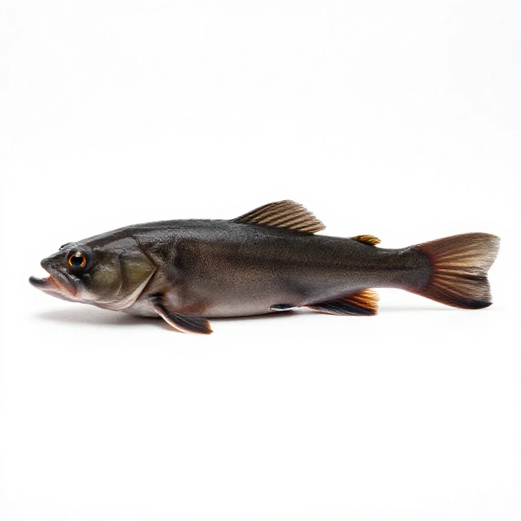 Mummichog isolated on a white background