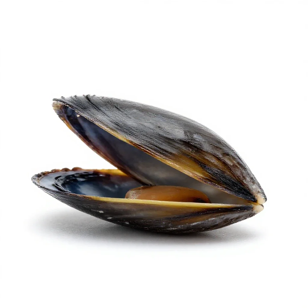 Mussel isolated on a white background