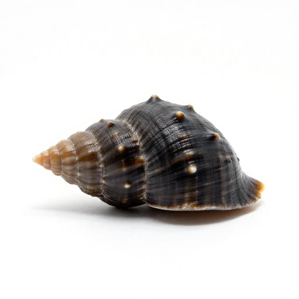 Neritid isolated on a white background