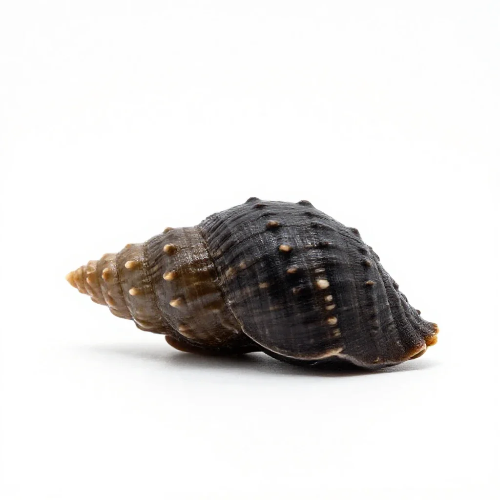 Periwinkle isolated on a white background