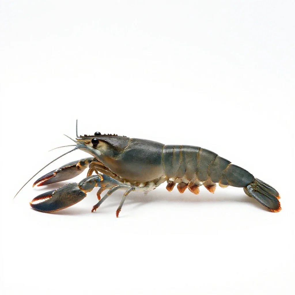 Prawn isolated on a white background