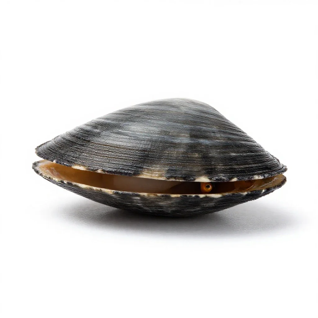 Quahog isolated on a white background