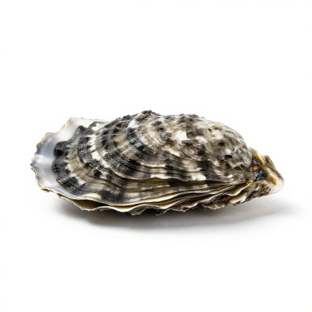 Saddle oyster isolated on a white background